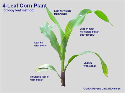 Corn Plant Diagram General Wiring Diagram