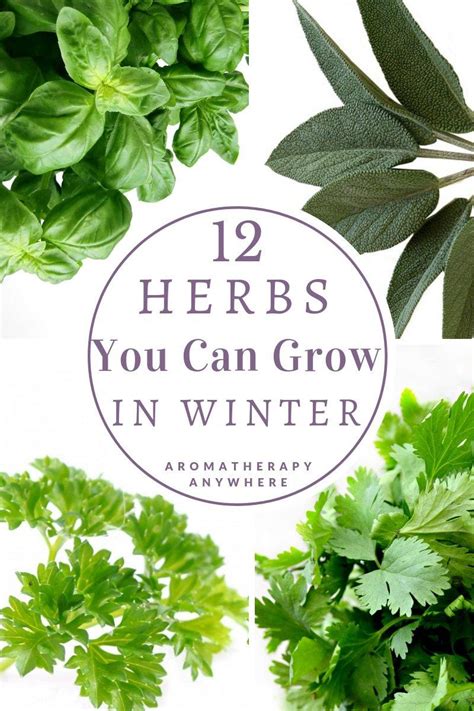 Best Herbs To Grow In Winter Indoor Herb Gardening Starter Kits