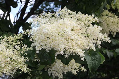 Japanese Lilac Tree Care And Growing Guide