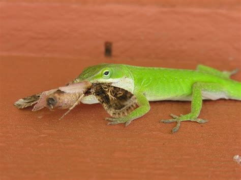 Green Anole Facts And Pictures Reptile Fact