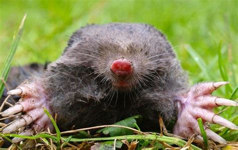 How To Get Rid Of Moles In Your Yard And Garden 7 Effective Ways