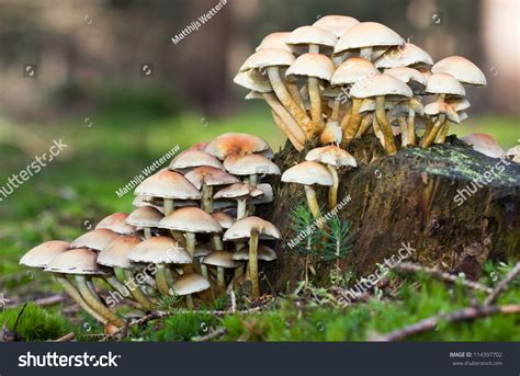 Karst., and hypholoma fasciculare f. Sulphur Tuft, A Poisonous Mushroom. Stock Photo 114397702 ...