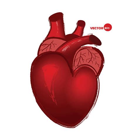 Human Heart Painting Illustrations Royalty Free Vector Graphics And Clip
