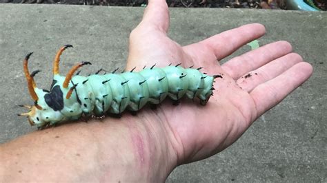 Missouris Largest Caterpillar Transforms Into Regal Moth