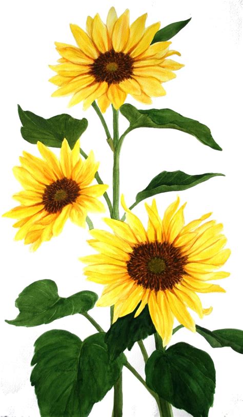 Sunflowers Original Watercolor 2 X 3 By Wanda Etsy