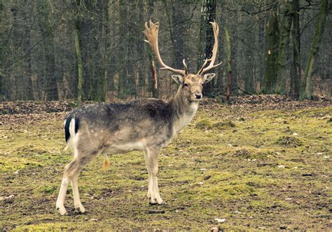 Free Image Fallow Deer In The Forest Libreshot Public Domain Photos