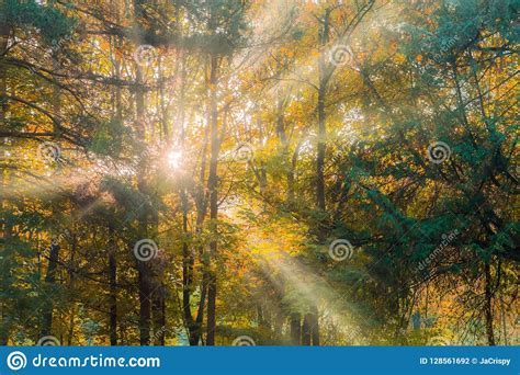 Warm Autumn Scenery In A Forest With The Sun Casting Beautiful Stock