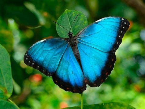 Mariposa Morpho Didius Imágenes Y Fotos Most Beautiful Butterfly