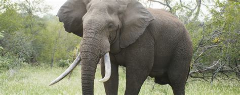 Two ‘big Tusker Elephants Killed For The Thrill By Trophy Hunters In Botswana Hslf