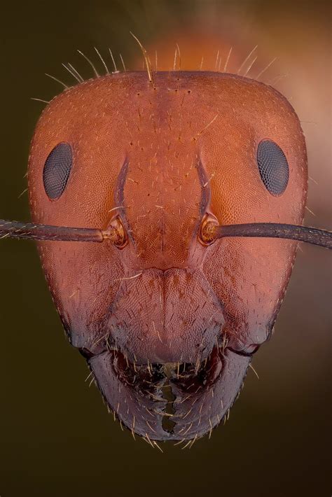 Camponotus Nicobarensis Macro Photography Insects Insects Ants