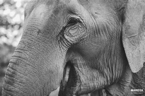 Black And White Elephant Portraitelephant Jungle Sanctuary