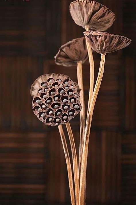 Lotus Pods Dried Lotus Pods Natural Decor Rustic Decor Lotus Flower Arrangement Dried