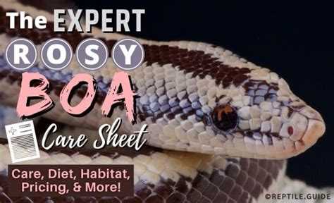 The Expert Rosy Boa Care Sheet Diet Habitat And More For Beginners