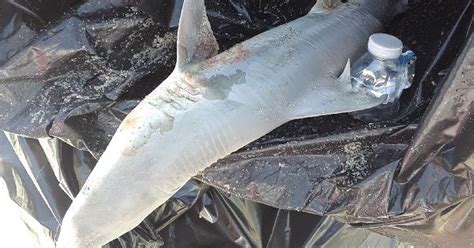 Photos Dead Baby Shark Found In Garbage Can In Cocoa Beach