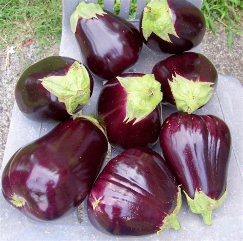 Eggplants Plant Care And Collection Of Varieties