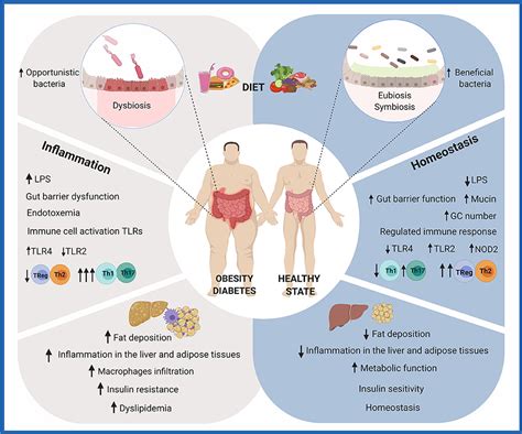 Frontiers Polyphenol Mediated Gut Microbiota Modulation Toward