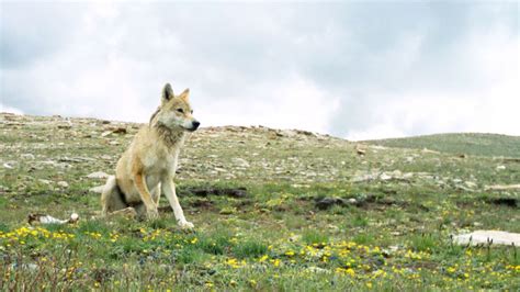 The Unique Himalayan Wolf Neatorama