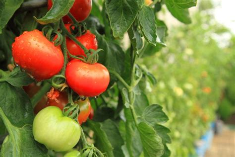 10 Tipps Zur Perfekten Tomate Aus Dem Eigenen Garten Tomaten Tomaten