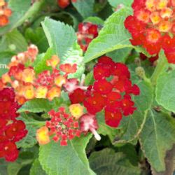 .trailing varieties of lantana are more resistant to lantana lacebug than the bush varieties and lavender and red. Dallas Red Lantana - Lantana camara 'Dallas Red' - Civano ...