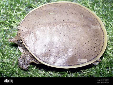 Spiny Softshell Turtle Apalone Spinifera Stock Photo Alamy