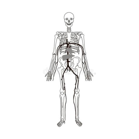 Ejemplo Plano Aislado Esqueleto Humano Stock De Ilustración