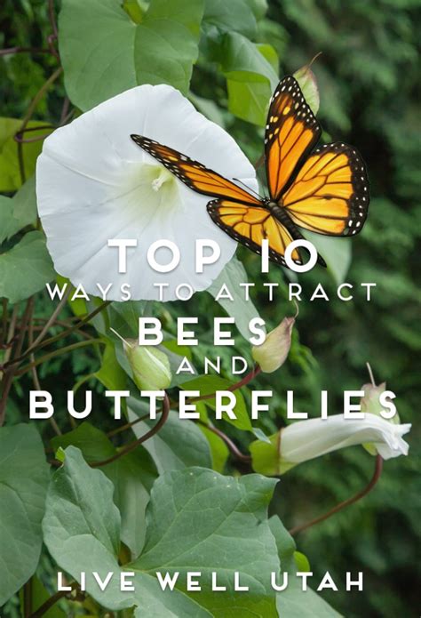 Top 10 How To Attract Bees And Butterflies Live Well Utah