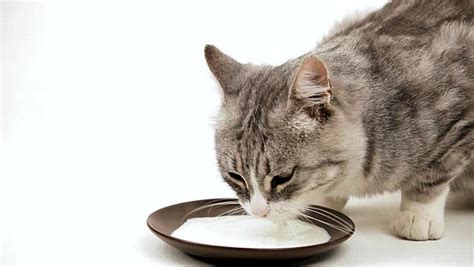 Cat atom eat cucumbers and roar. Why Do Cats Like Milk: Explanation from Veterenarians
