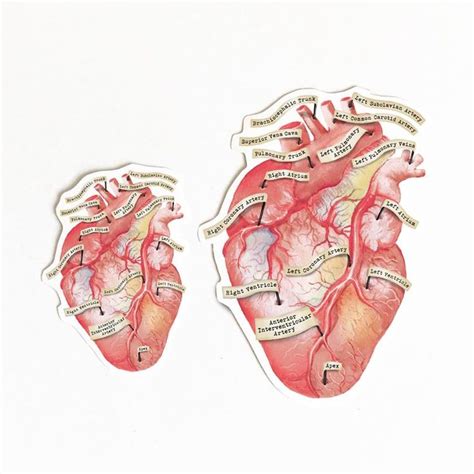 Anatomical Human Heart Vinyl Sticker The Forest Cloak Vinyl Sticker