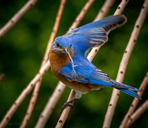 Feather Tailed Stories Eastern Bluebird