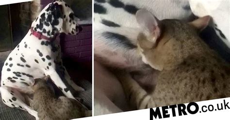 Weird Video Shows Female Cat Suckling On Dogs Teats Metro News