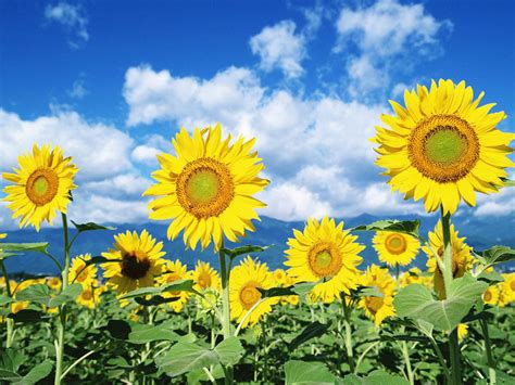 Sun Flower Wallpapers ~ Desktop Wallpaper