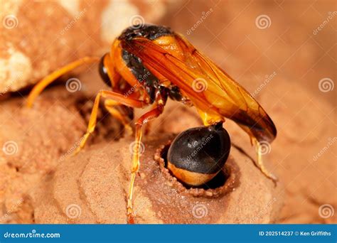 Orange Potter Wasp Stock Image Image Of Eumenes Nature 202514237