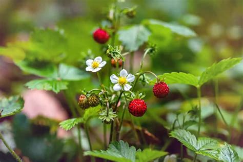 Weeds That Look Like Strawberry Plants With Pictures Care For Your Lawn