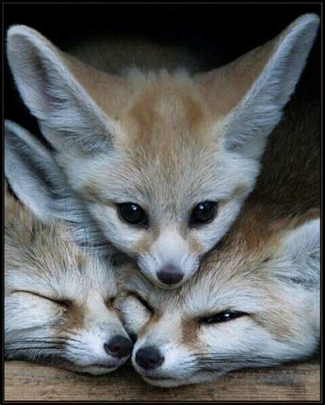 Fennec Fox Animals Cute Fox Cute Animals Animals Cute Baby Animals