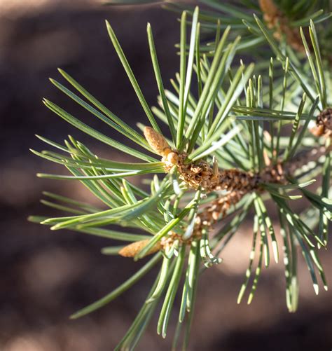 Rocky Mountain Forests At Risk What Tree Where