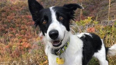 63 Border Collie Rescue Near Me L2sanpiero