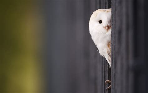 White Owl Wallpapers Hd Wallpapers Id 10501