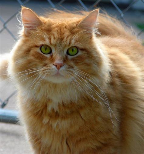 Long Haired Cat Breeds Brown Rtkrockytopkid