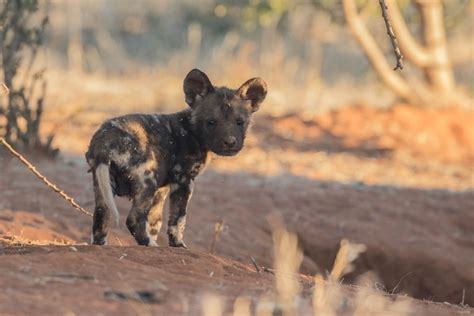 13 Wild Dog Pups Born At Kalahari Reserve Africa Geographic African
