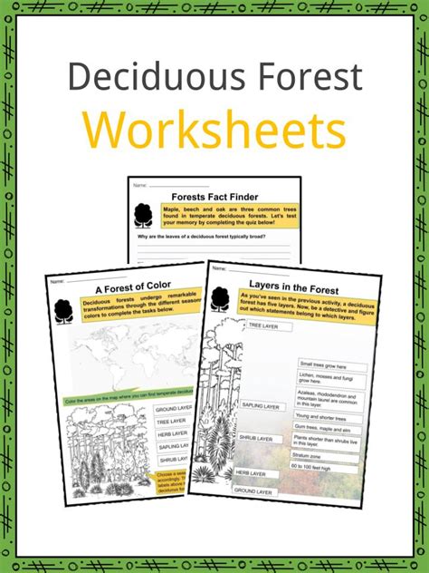 Forest Worksheet Educationcom