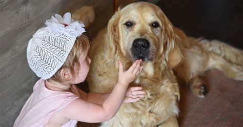 Golden Retrievers And Kids Everything You Need To Know