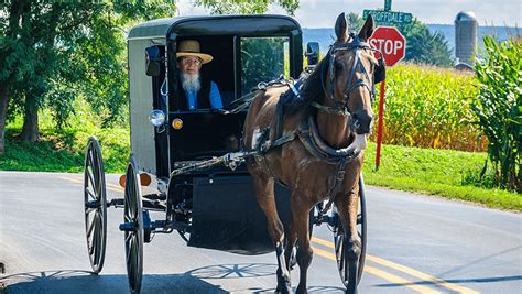 Man Starts Amish Uber Service With Horse And Buggy X96