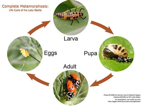 Beneficials In The Garden And Landscape Types Of Insect Metamorphosis