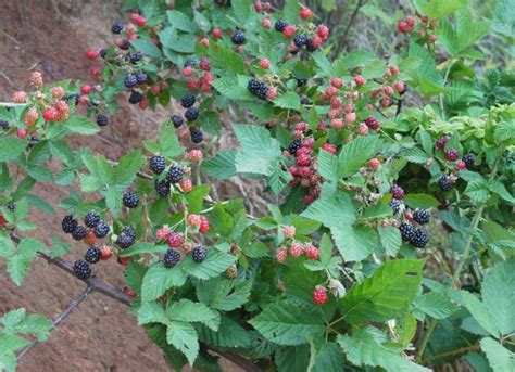 Blackberry And Black Raspberry How To Tell The Difference Raspberry Plants Blackberry