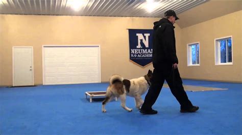 Jacky Akita Dog Training Boot Camp Video Youtube