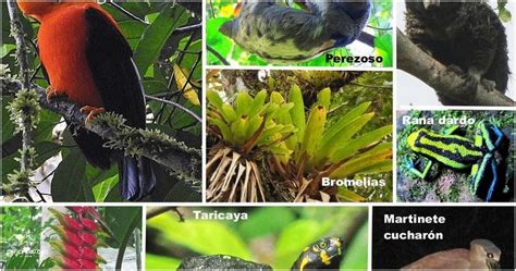 Descubre La Flora Y Fauna De La Selva Del Perú Enero 2024