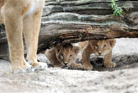 Lion Cubs Hide And Seek Lions Photos Animals Beautiful Animals