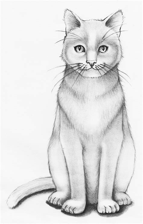 Download Realistic Cat Drawing Png