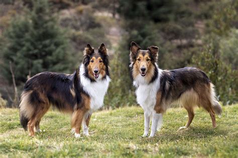 Types Of Collies From Bearded To Border Daily Paws
