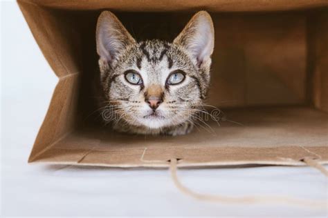 Young European Shorthair Cat Playing And Hiding In A Paper Bag Stock